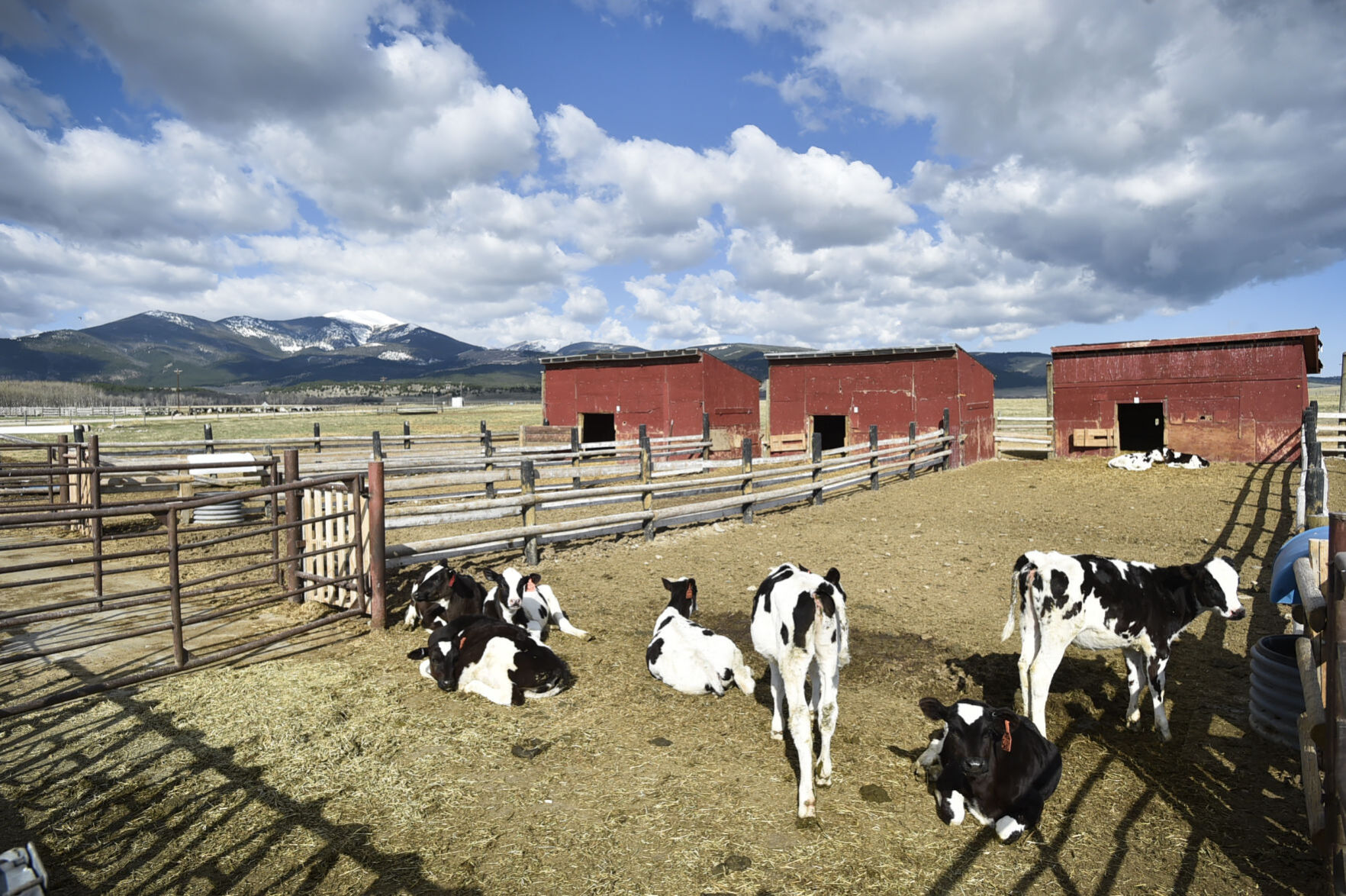 Holstein cows at the dairy operation at Montana State Prison.